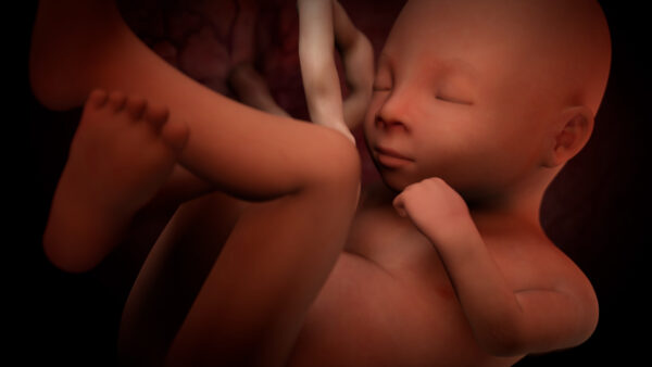 Realistic 3D fetal development animation from Understanding Pregnancy 2nd Edition video program from InJoy Health Education.