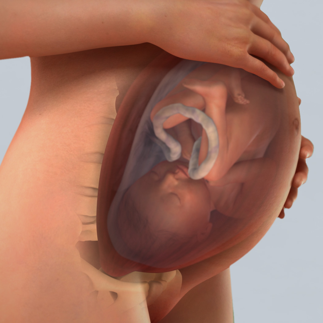 3D animation image of baby in mother's womb